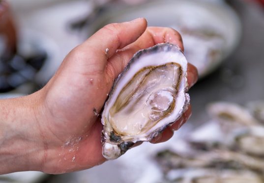 Oyster | Tio