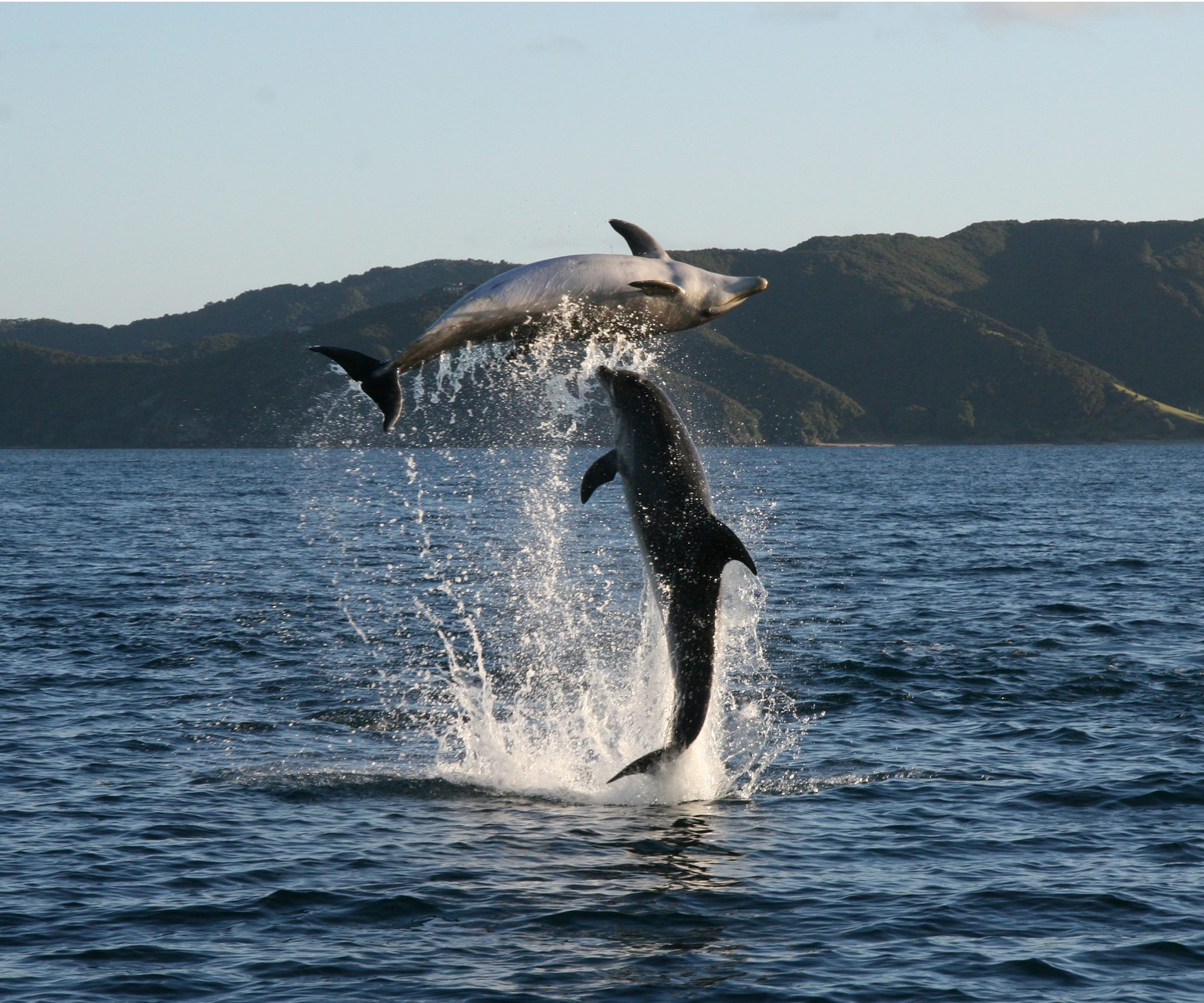 Dolphins visit The Rock in the Bay of Islands