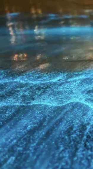 Bioluminescence glowing in the water at night in the Bay of Islands