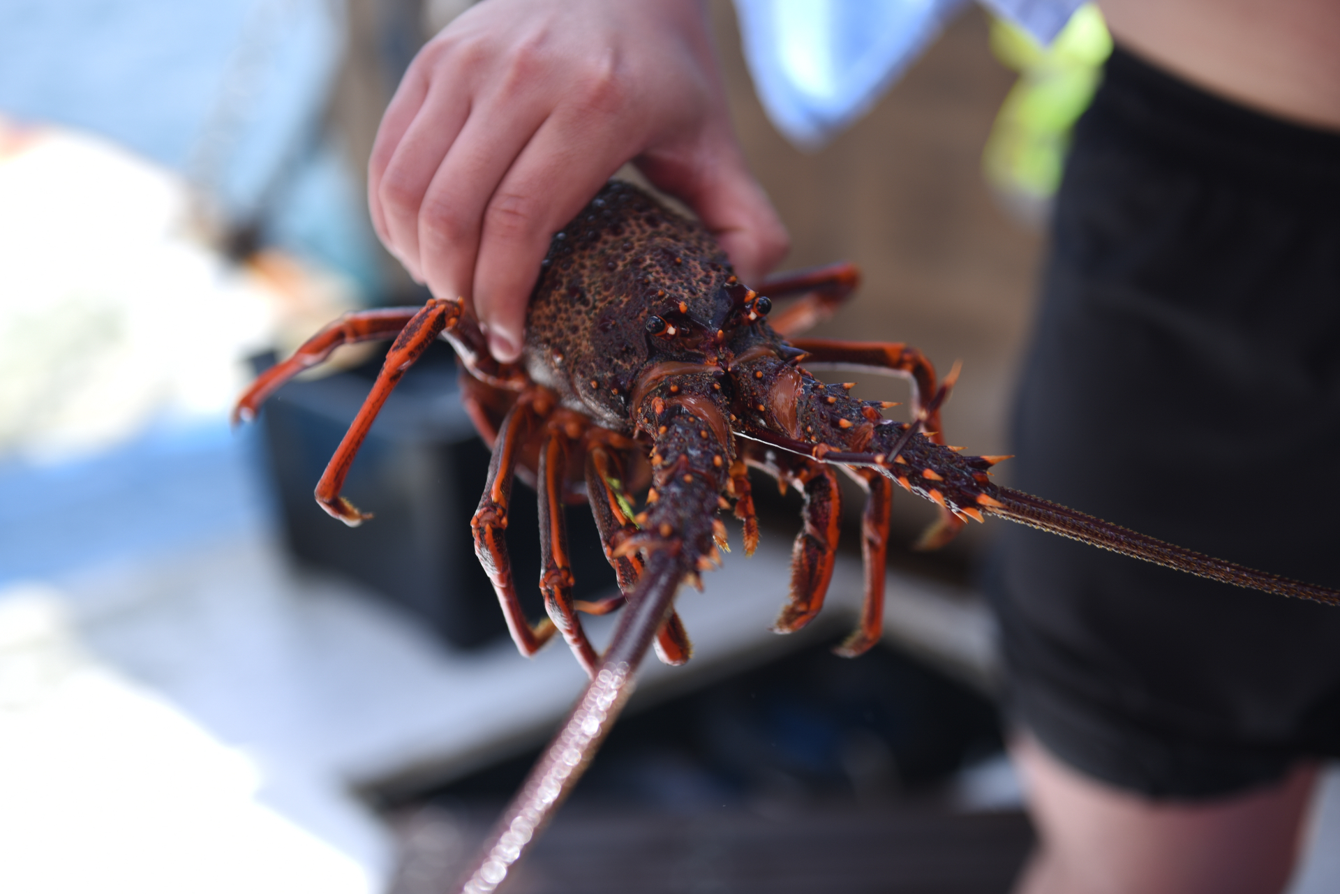A Bay of Islands crayfish (Red Lobster) in its rocky reef habitat
