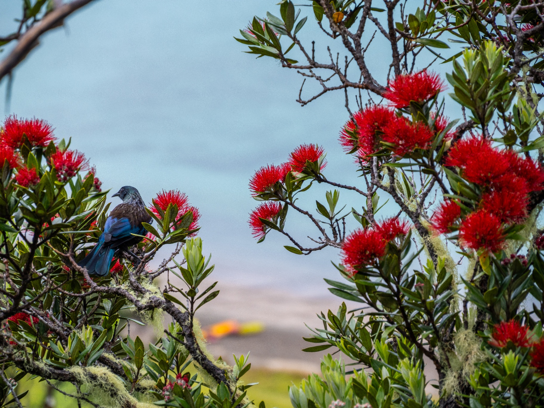 Tūī sitting in flowering pōhutukawa in the Bay of Islands