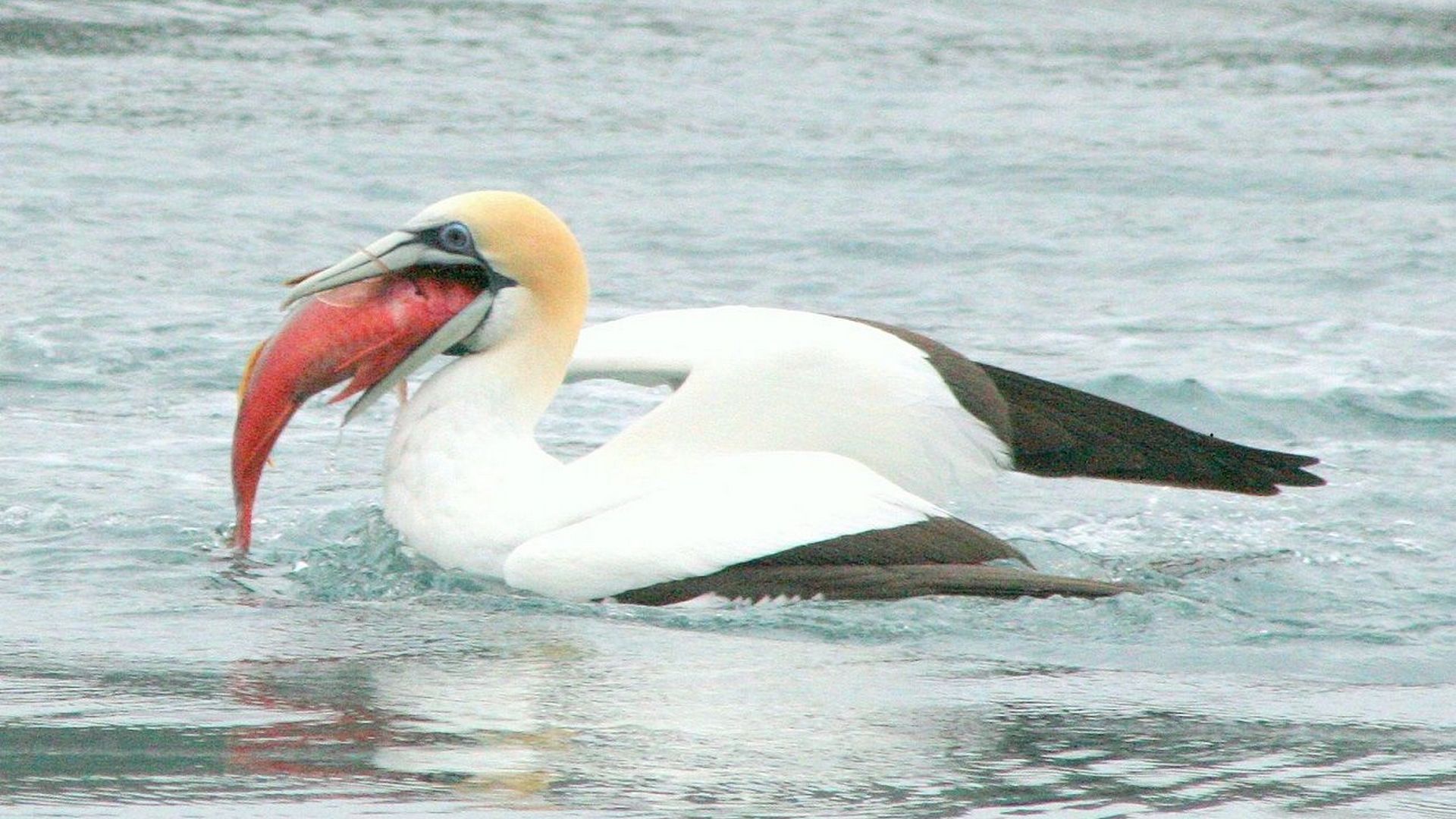 bird spotted in the Bay of Islands New Zealand