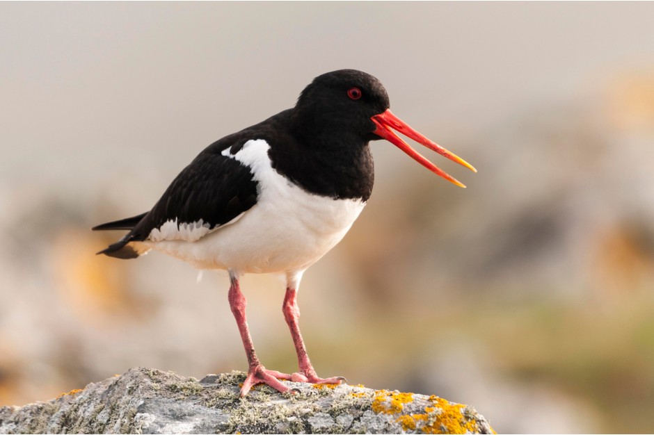 New Zealand Local bird - Oystercatcher 