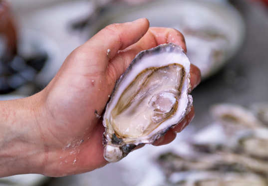 the rock pacific oysters from new zealand