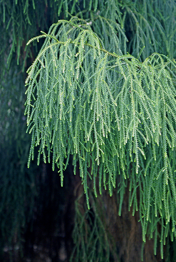 Rimu leaves in the Bay of Islands