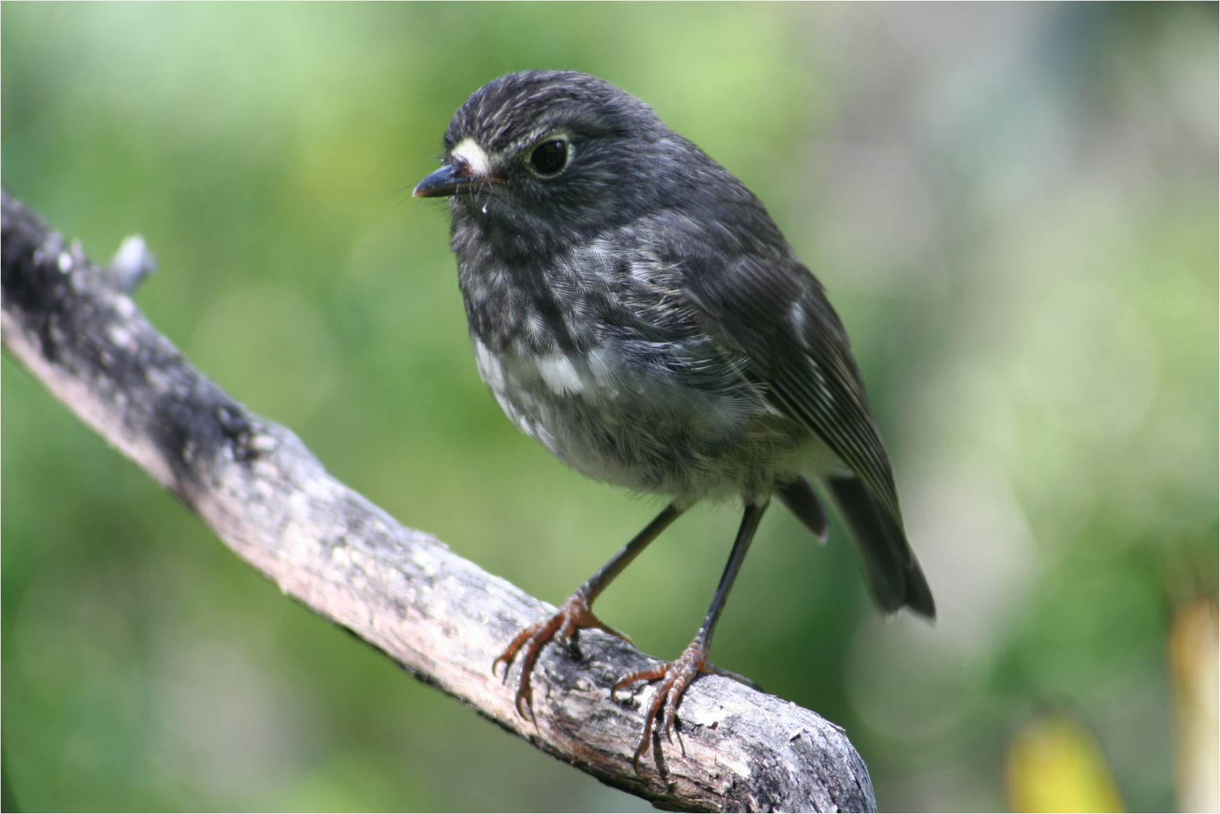 The North Island Robin