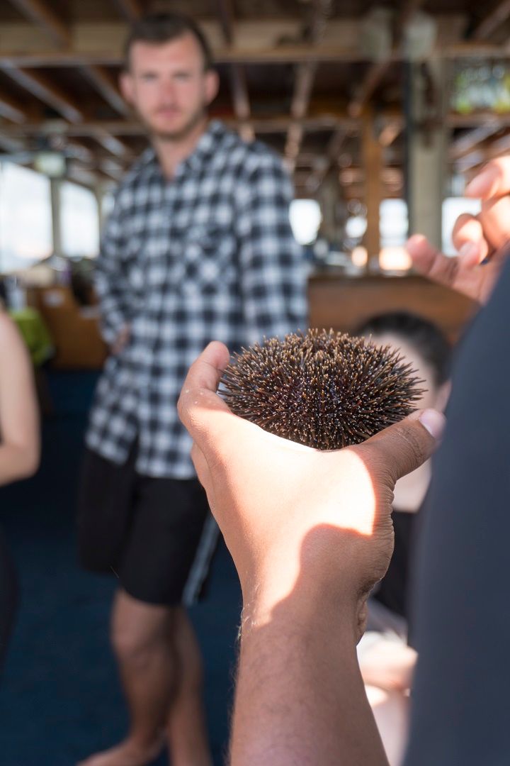 Tasting Kina in the Bay of Islands