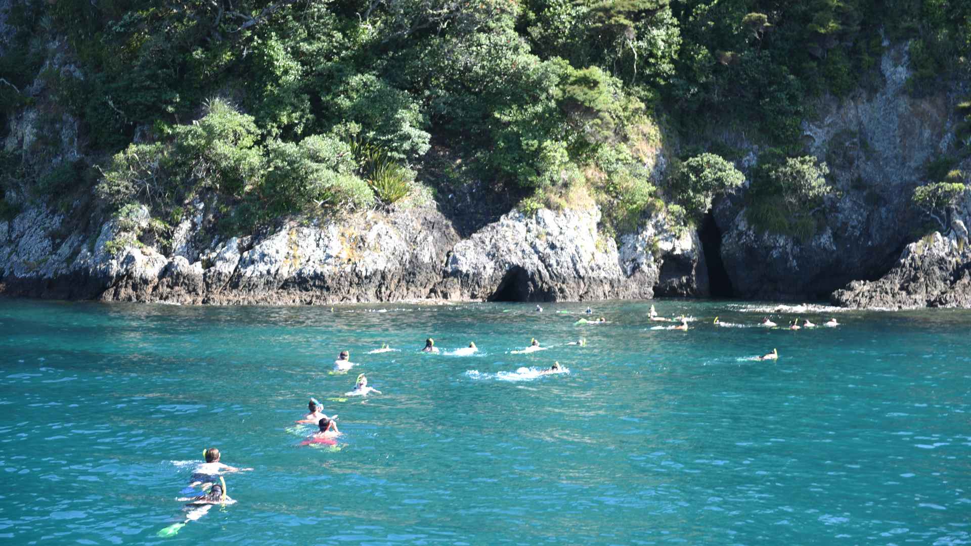 group snorkeling in the bay of islands