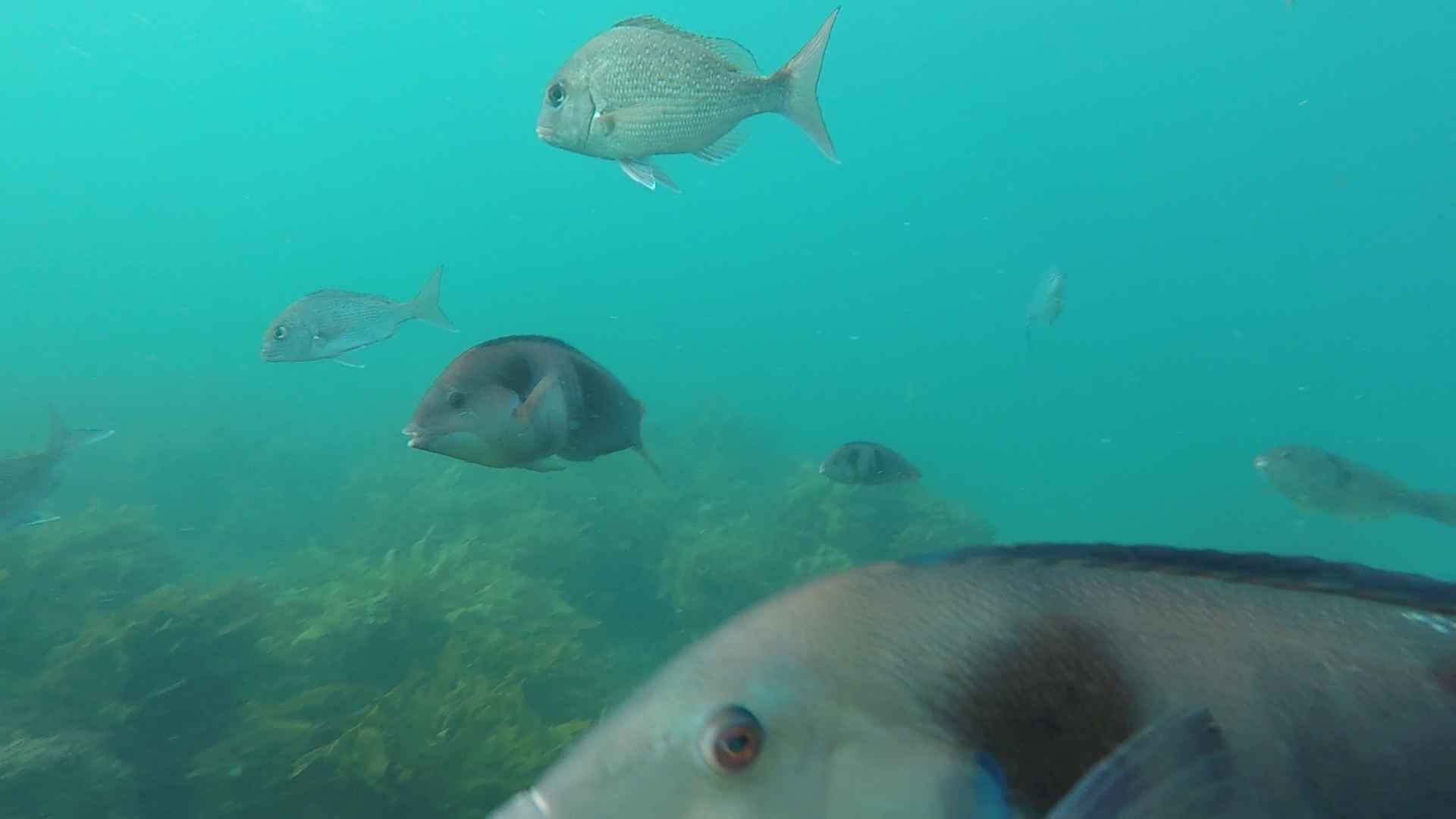Snorkeling at the Bay of Islands