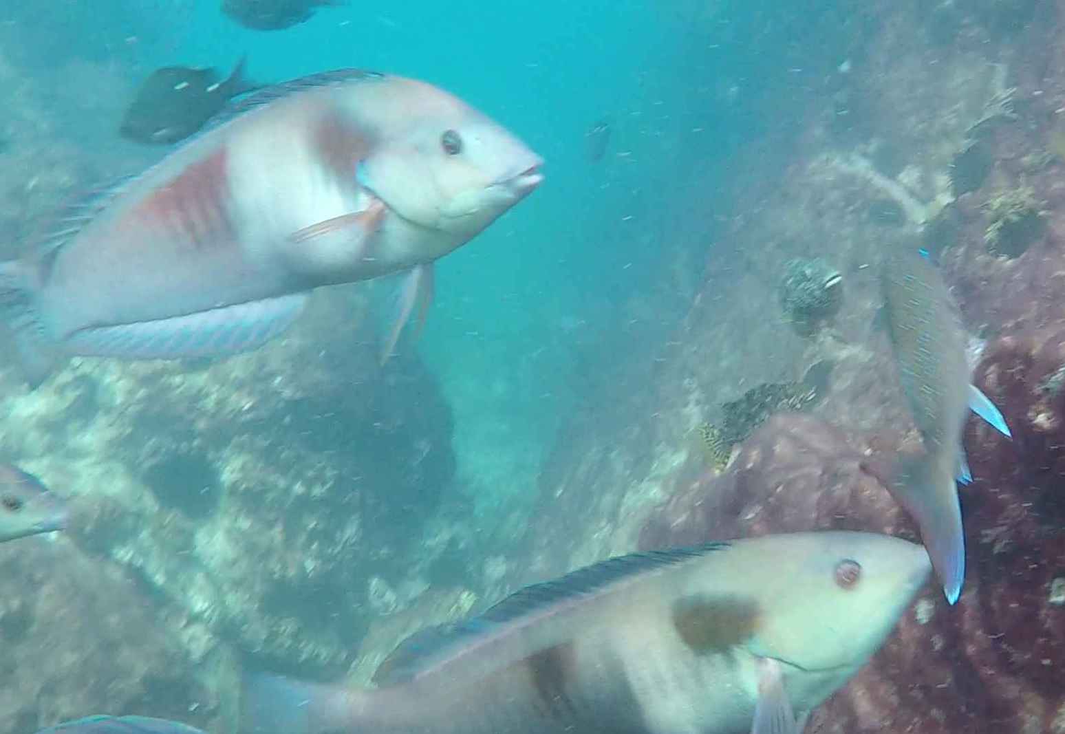 snorkeling with a school of fish in waewaetoria bay of islands