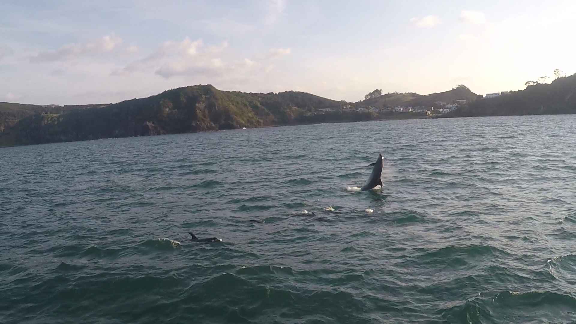 dolphins swimming at the rock new zealand