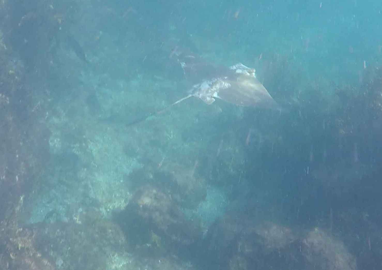 swimming with stingray at waewaetoria bay of islands