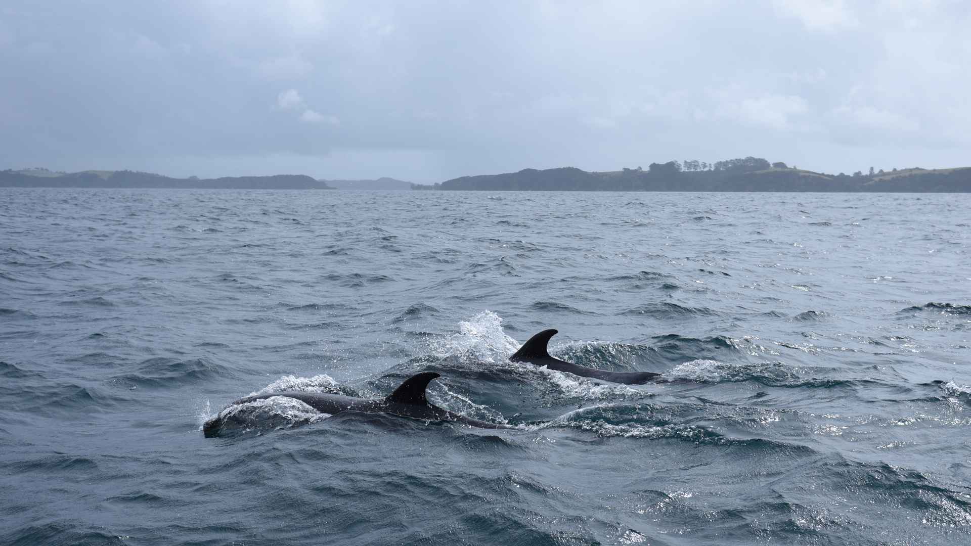 Dolphins swimming near The Rock NZ