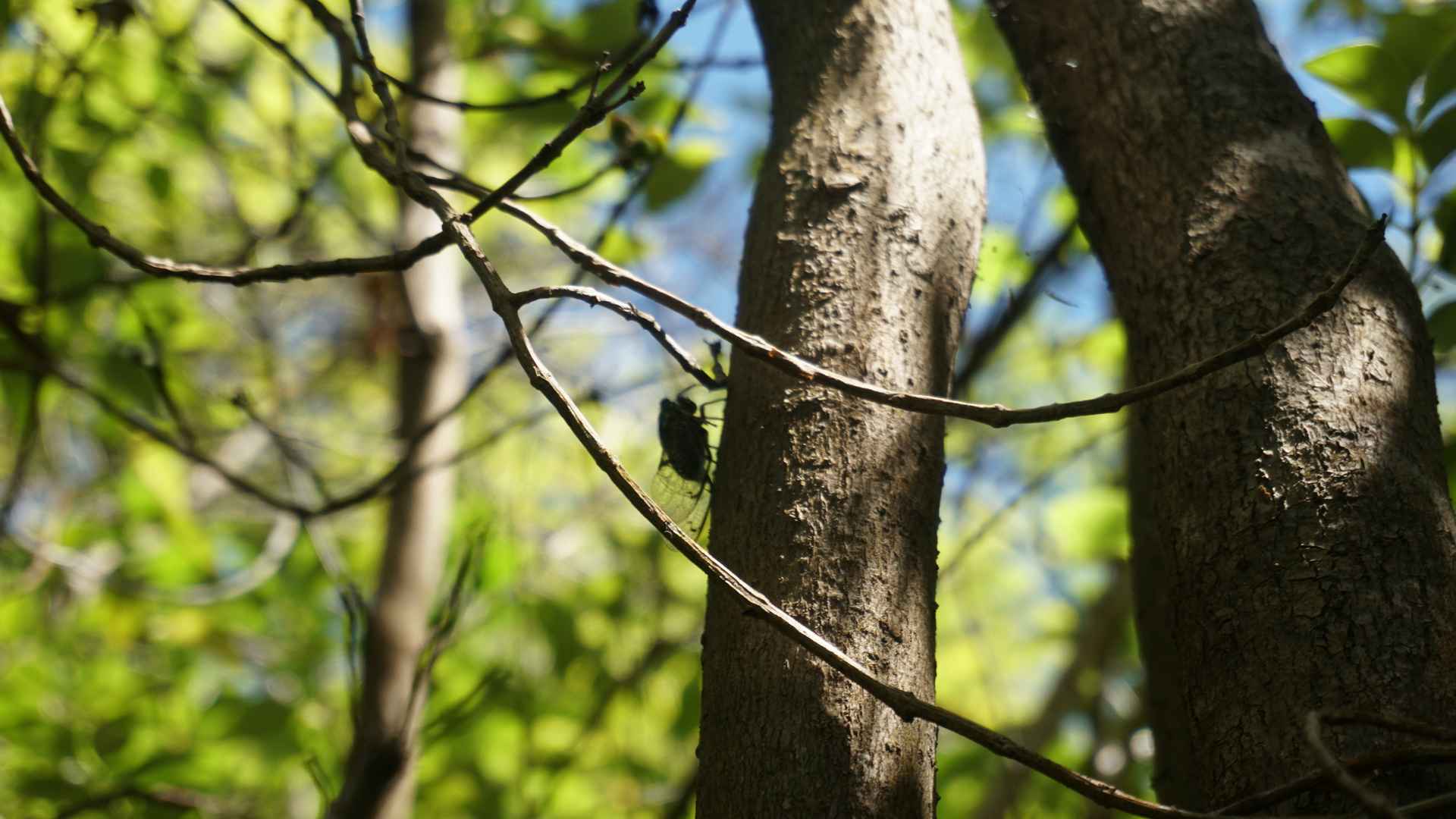 wildlife cicada on tree