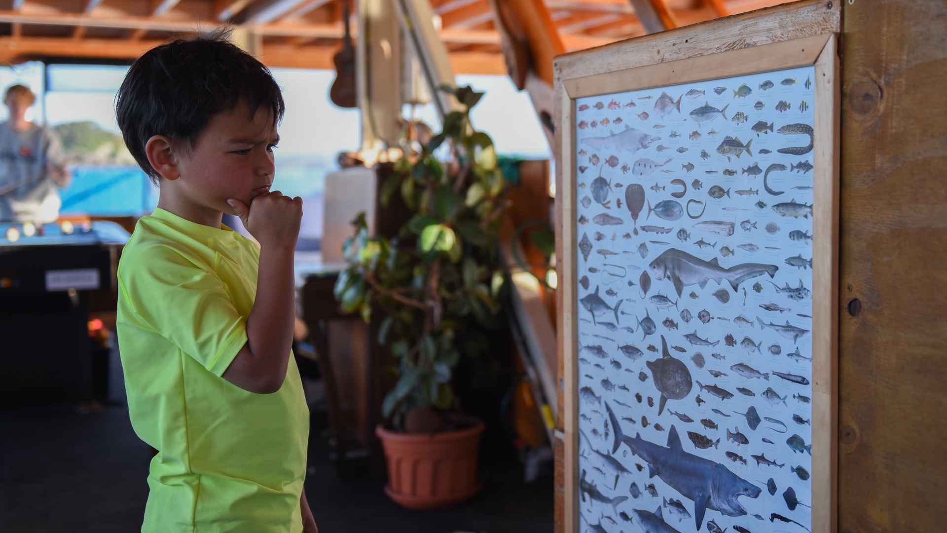 boy looking at fish poster