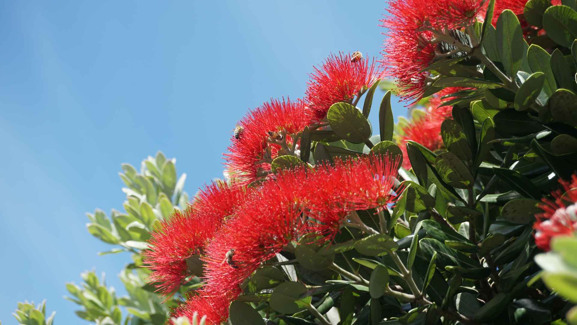 pohutukawa tree