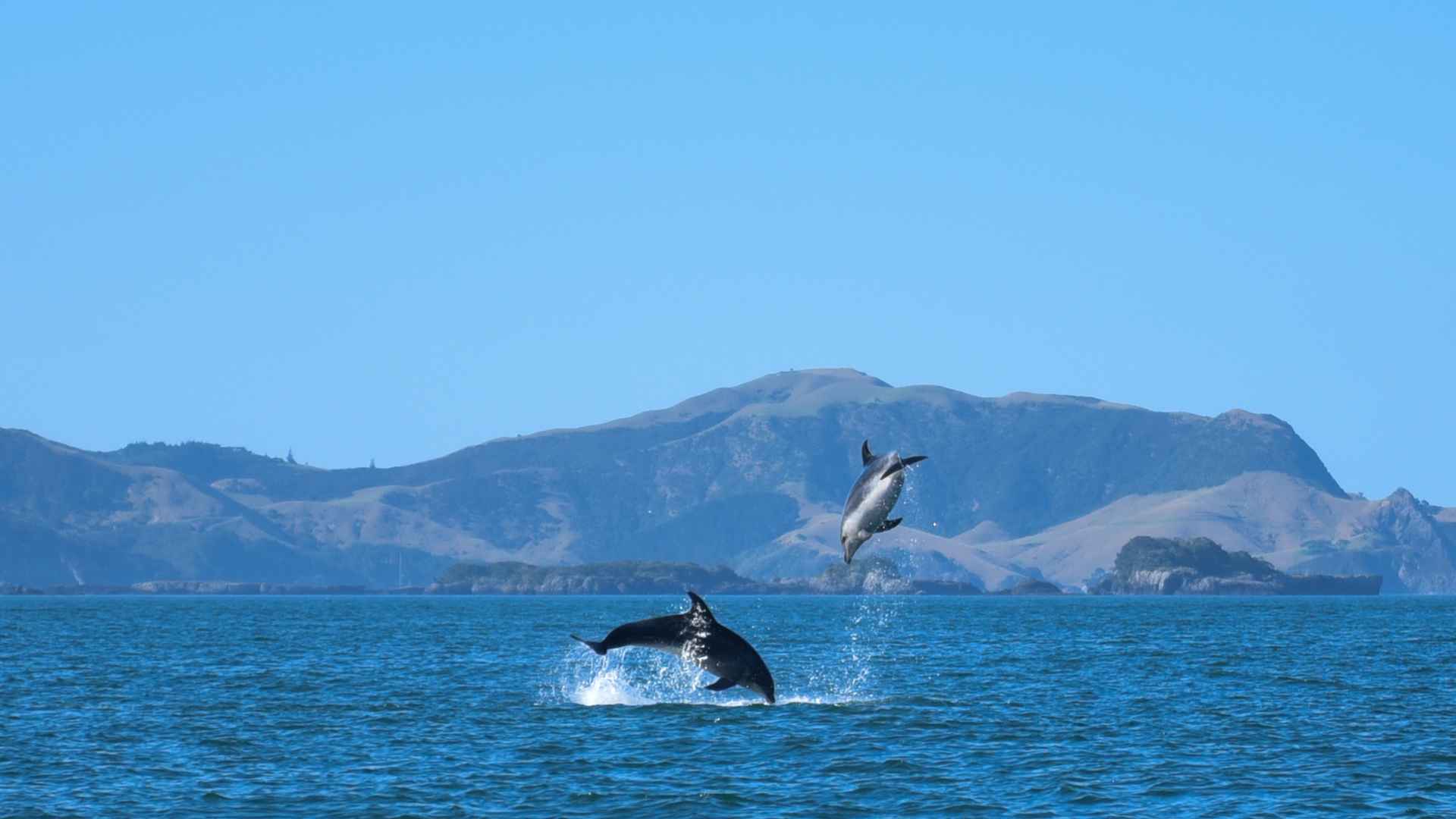 dolphins playing bay of islands
