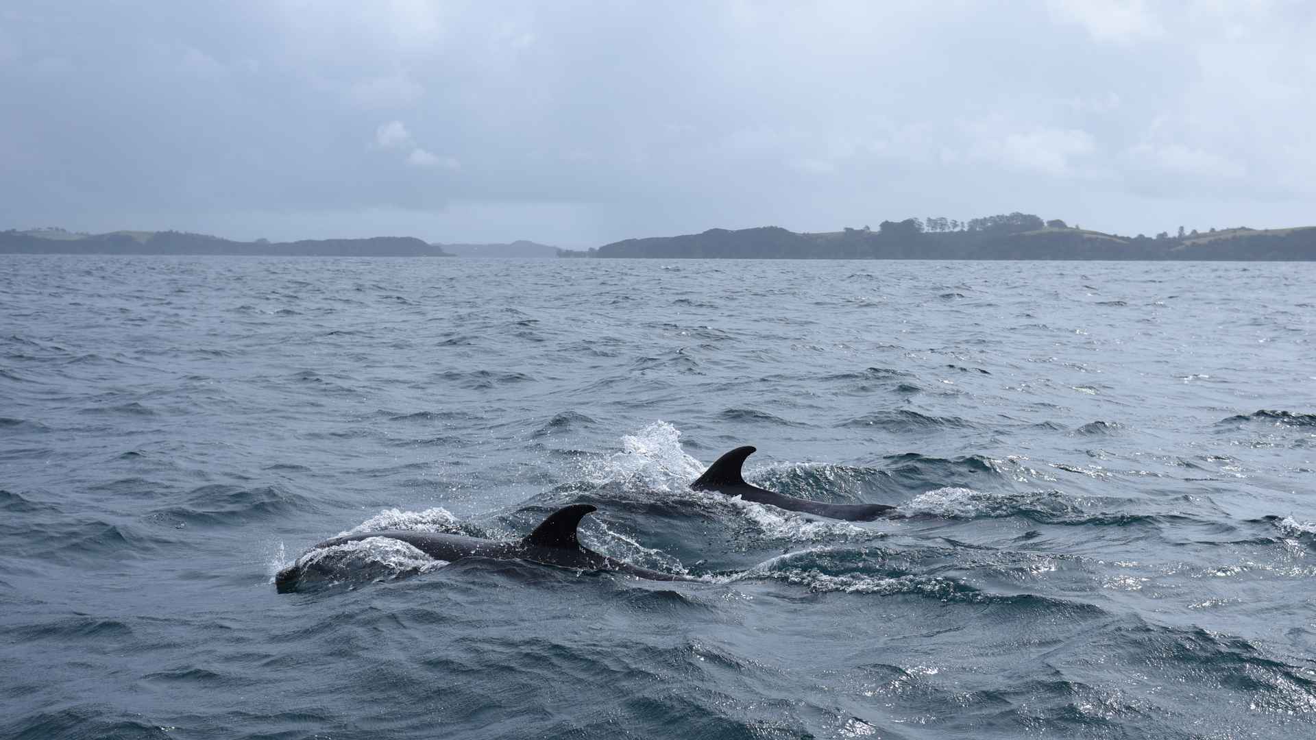 dolphin watching the rock cruise