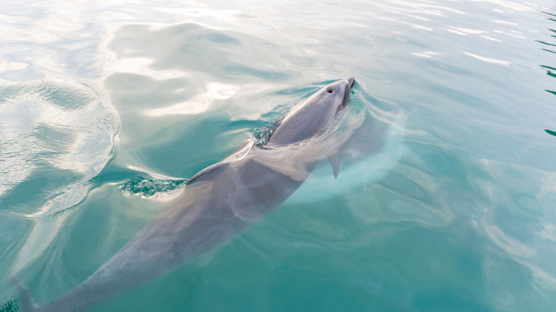 bottlenose dolphin swimming