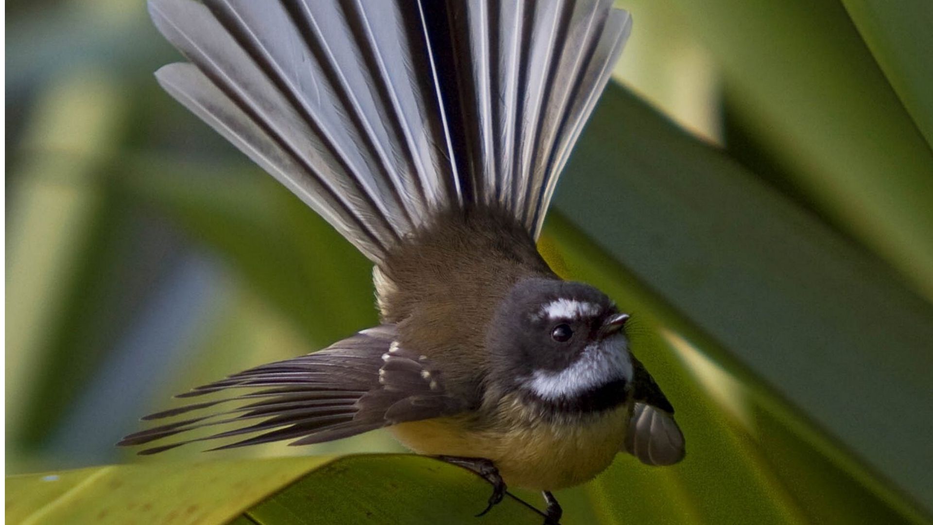 What is this bird spotted in the Bay of Islands, New Zealand