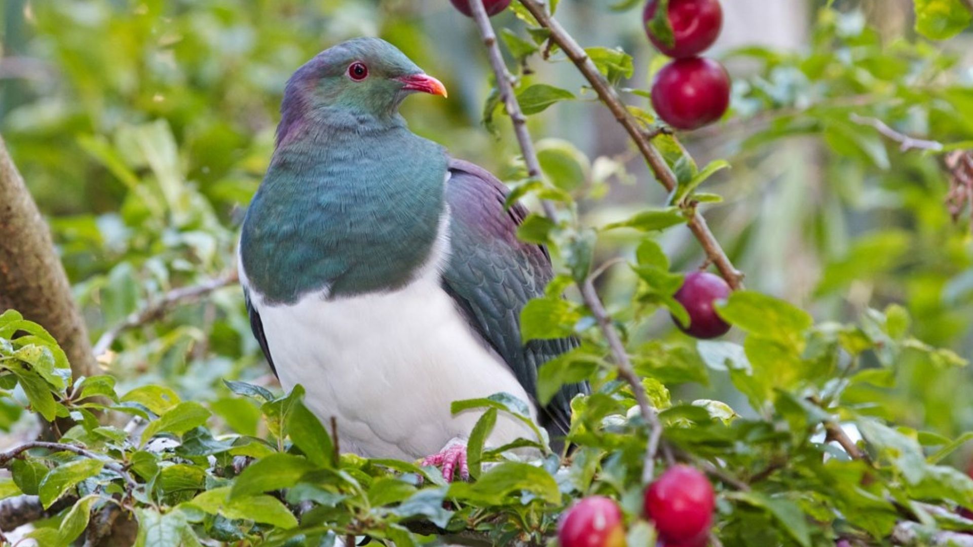 Spotted a local New Zealand birdlife in the Bay of Islands New Zealand