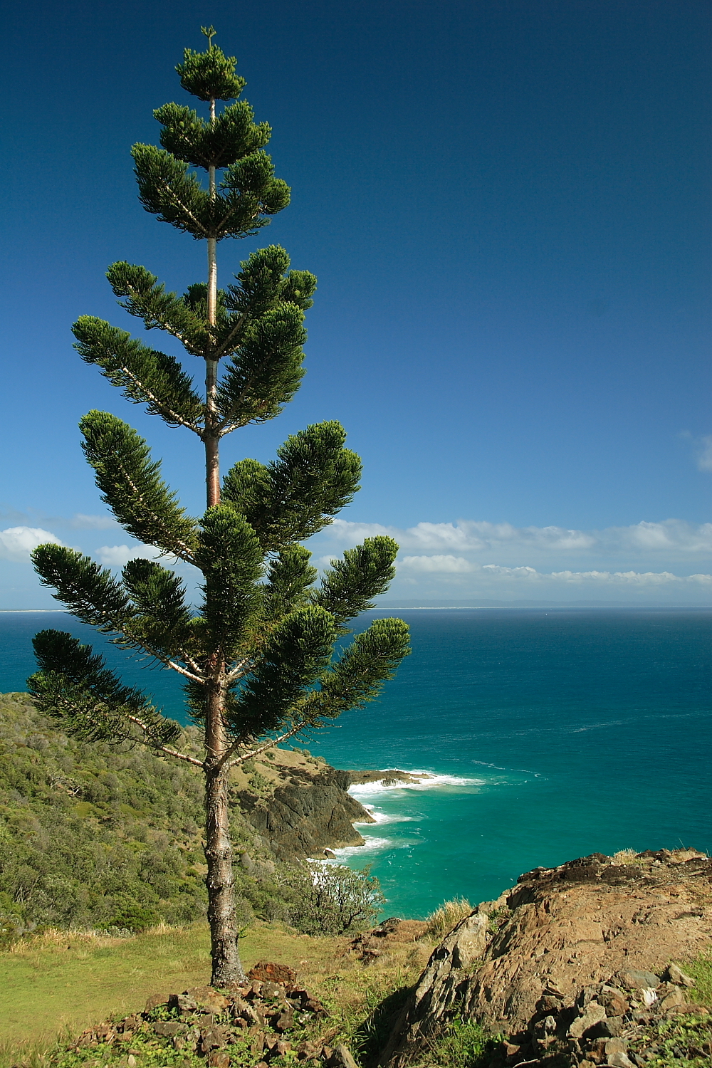 Bay of Islands Norfolk Pine