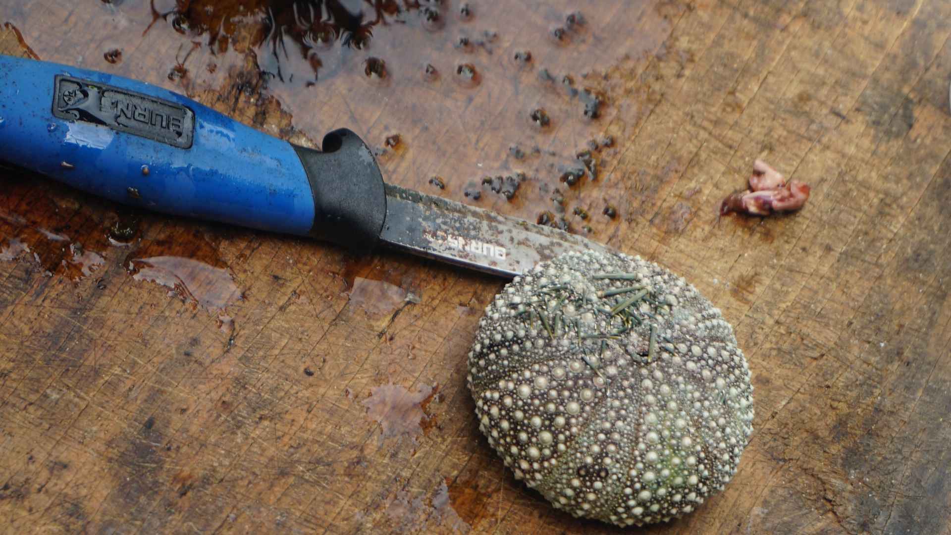 shells collected from Moturua Island rocktheboatnz