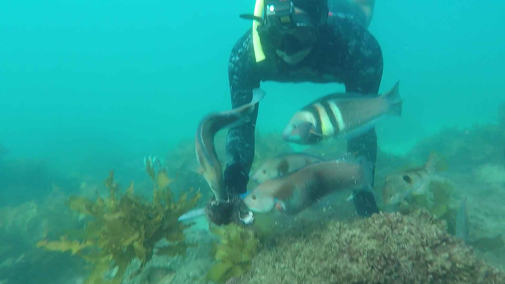 snorkeling off moturua island