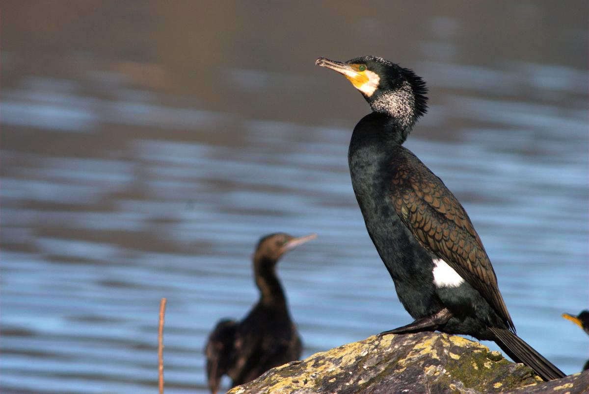 Native Black Shag Image, taken at Bay of Islands New Zealand