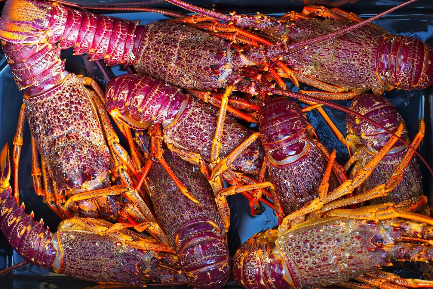 Rock lobster or Crayfish in the bay of islands