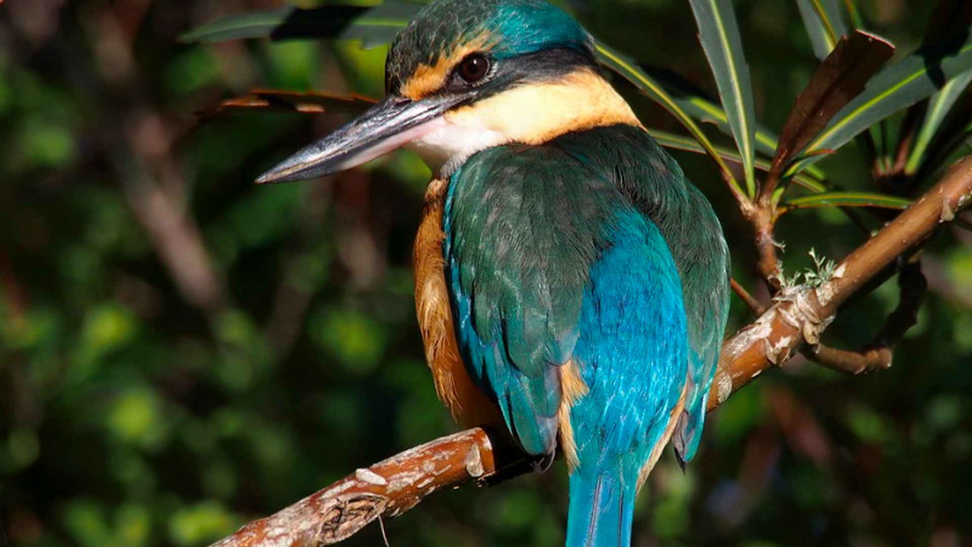 New Zealand  Local bird - Kingfisher - Kotare in the Bay of Islands