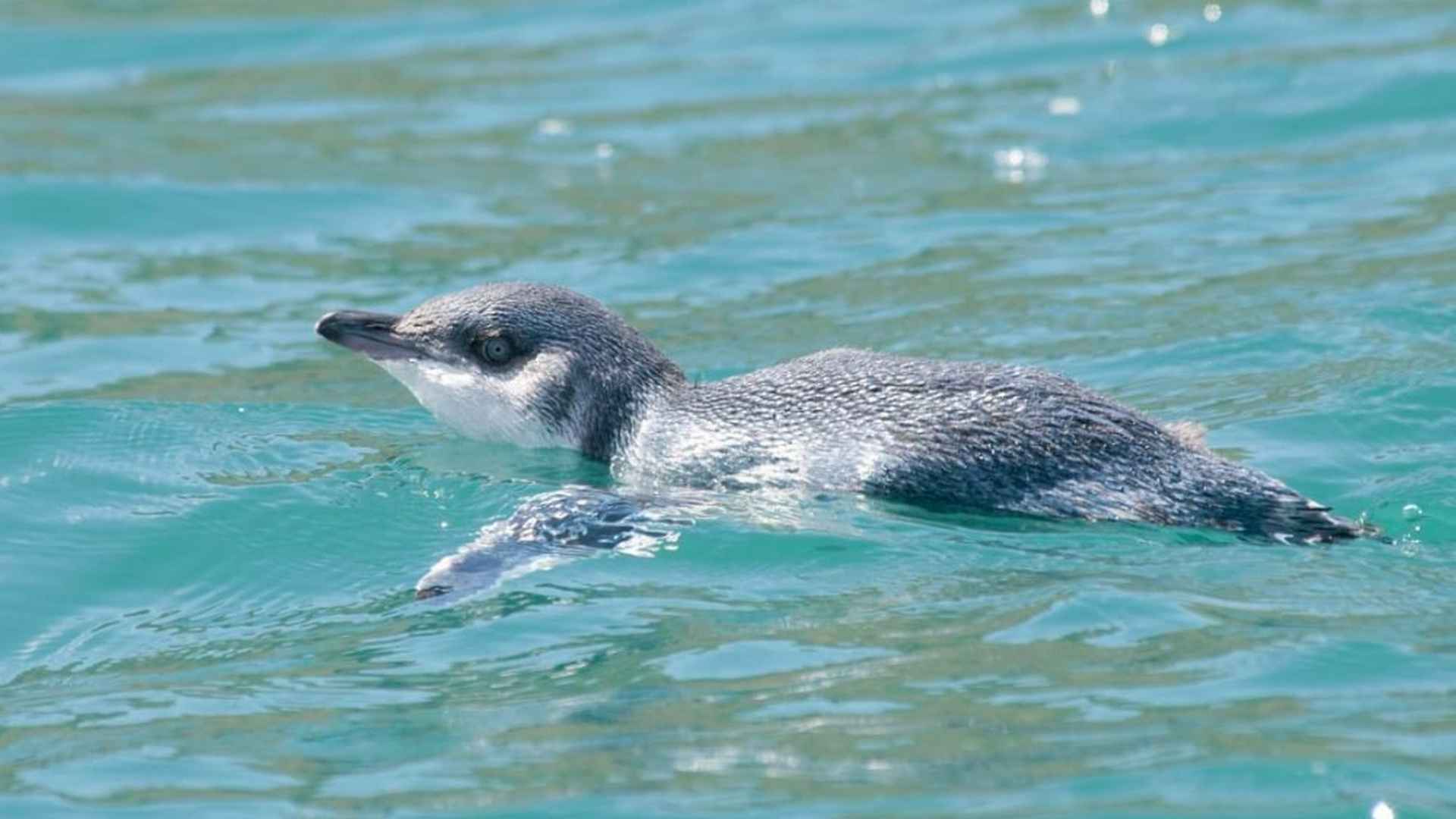 Little Blue Penguin or Korora swimming in the Bay of Islands