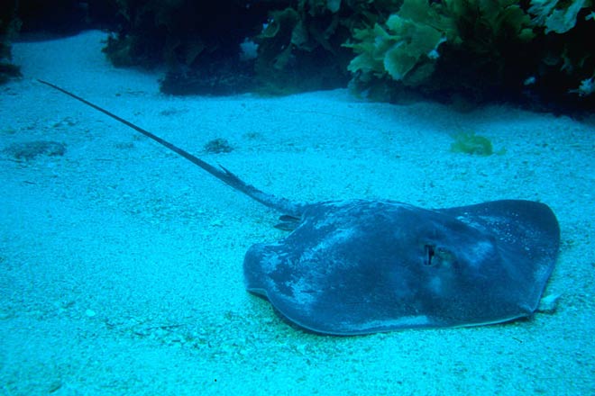 bay of islands local marine life - long tailed stingray