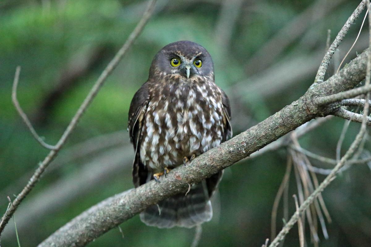 morepork perching on a tree in the bay of islands