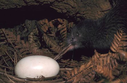 kiwi laying egg in bay of islands at night