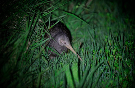 kiwi found the shrubs at night at The Rock Bay of Islands