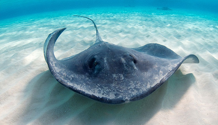 bay of islands local marine life - short tailed stingray