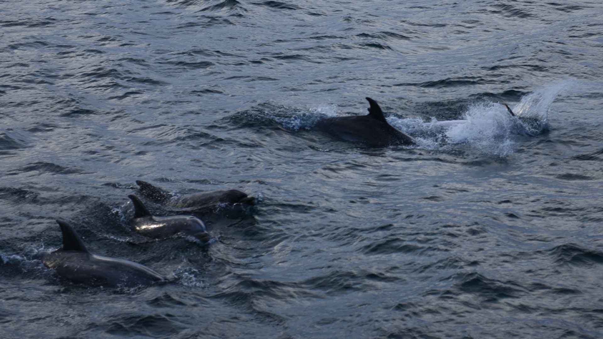 dolphins at Tapeka