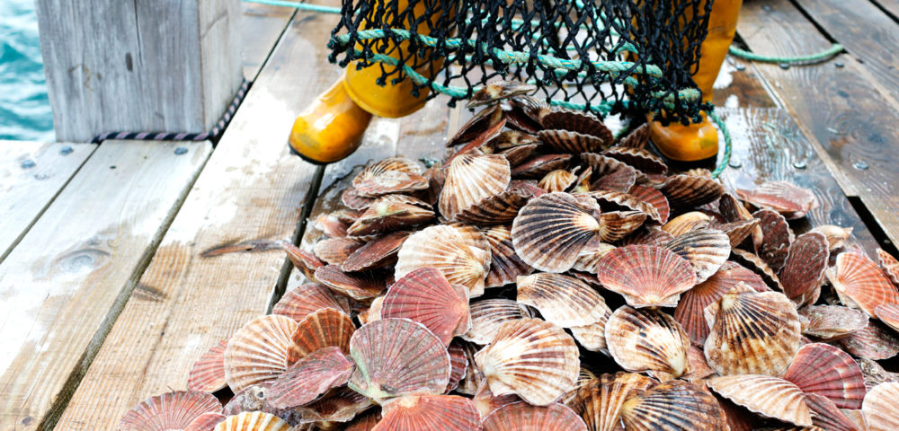 Fresh scallops in the Bay of Islands New Zealand