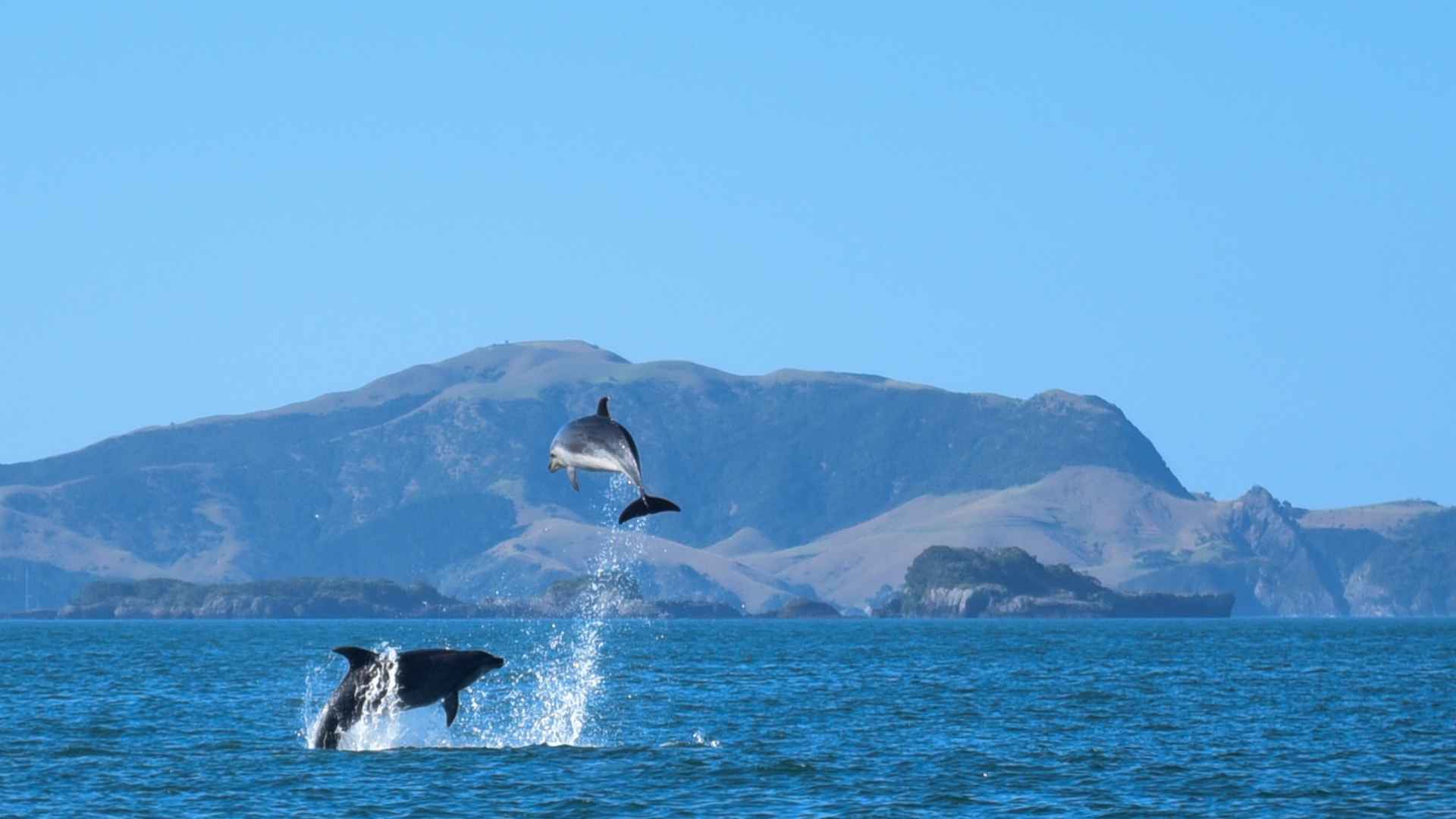 watching two dolphins in the bay of islands